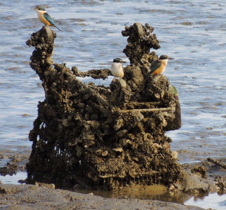 John McKillop; The Kingfishers and The Shopping Trolley; Low tide in the Whau River.