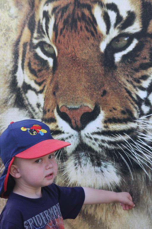 Julie Philps; at the zoo; Nash patting the tiger (poster)