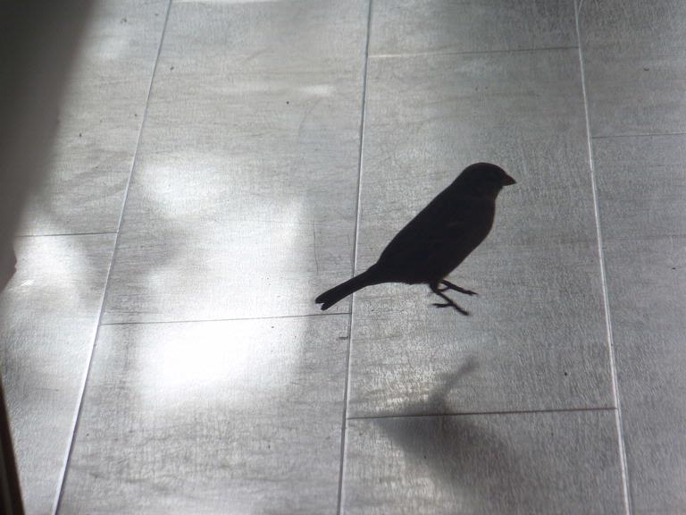 Kelly Lauchlan;Hopping to my Auckland; My deceased grandmother i believe