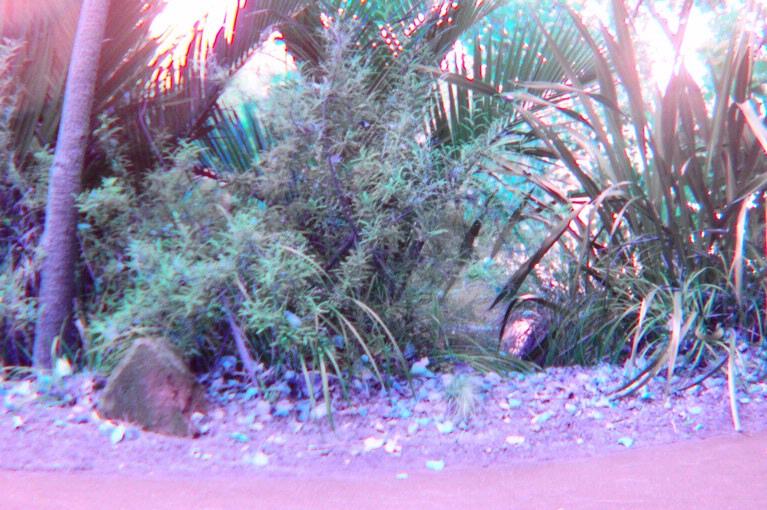 Machel Rargaret;Dinosaur eggs;Western Springs Park, Auckland