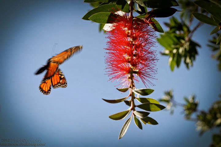 Rinat Rustam; Butterfly;Butterfly