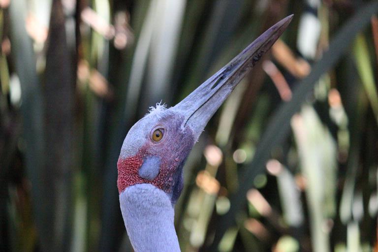 praveenkumar magudapathy; auckland zoo; sharp