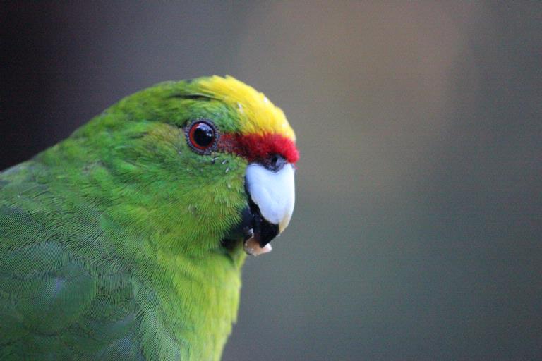 praveenkumar magudapathy; auckland zoo; Beauty