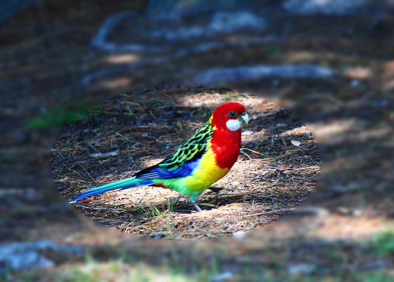 Henry He; Parrot in Coyle Park, Point Chevalier