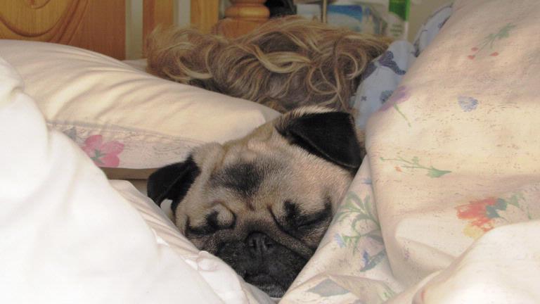 JERRY ZNN;SNUG PUG;SPOILT ROTTEN