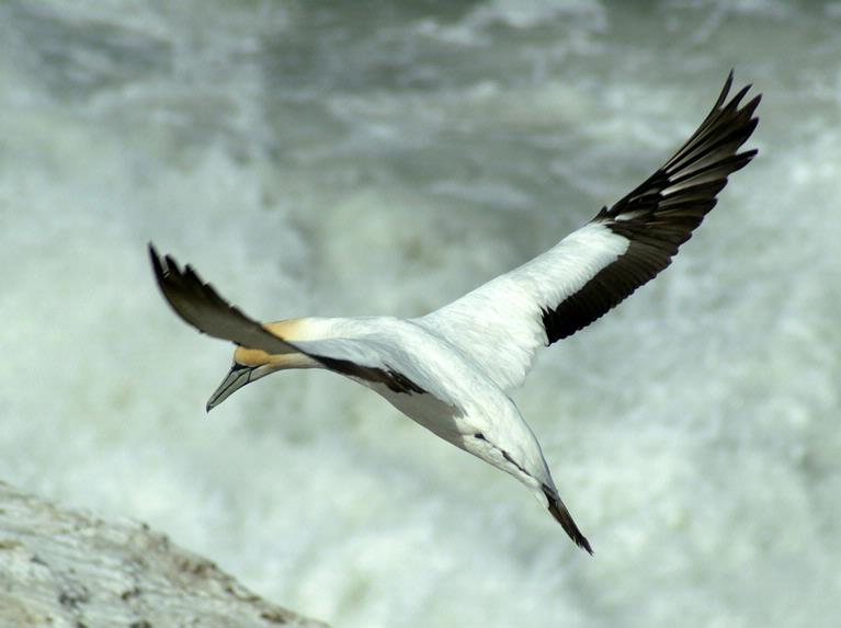 John McKillop;Gannet at Muriwai