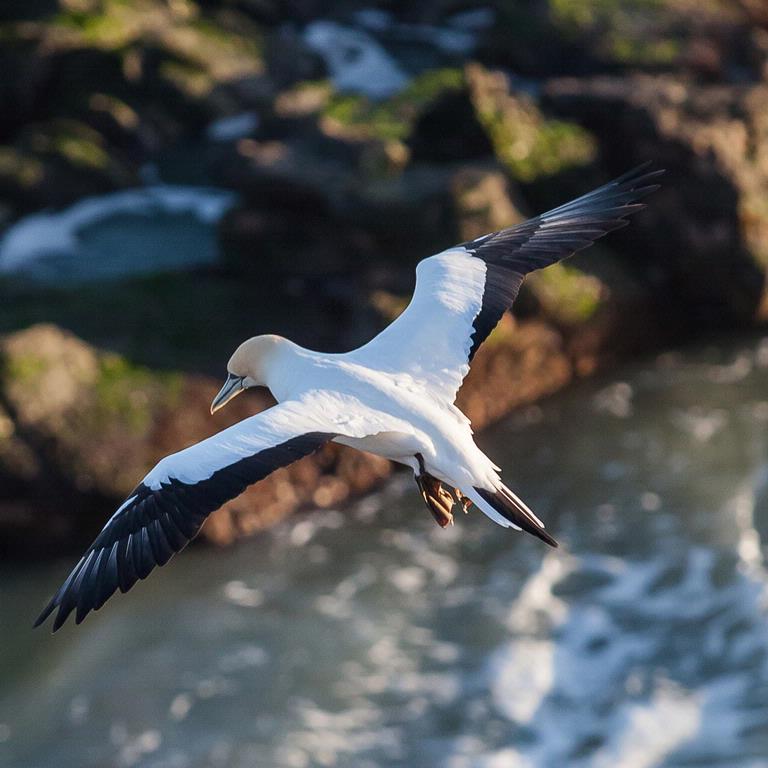 Leanne Pine;Gannet at Muriwai