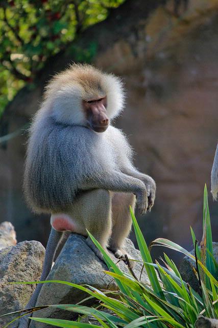  Taken at Auckland Zoo