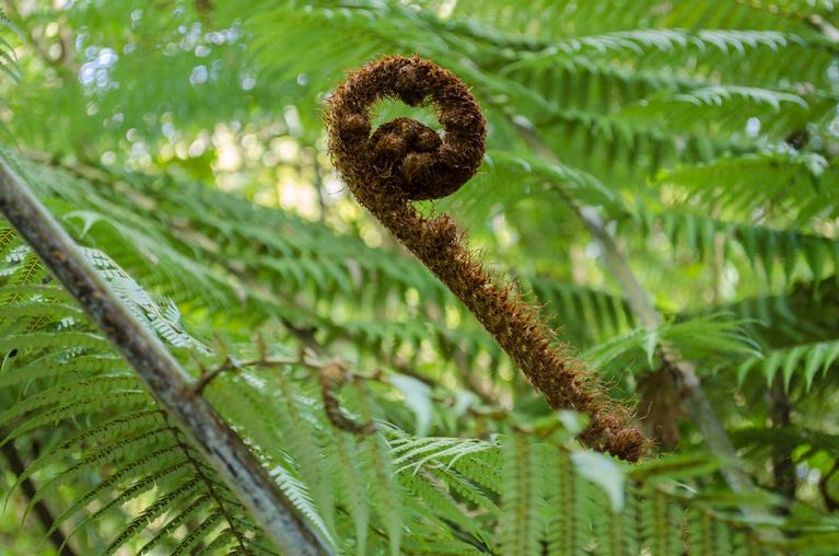 Sylvain Lafitte;Koru;Silver fern, Auckland Domain