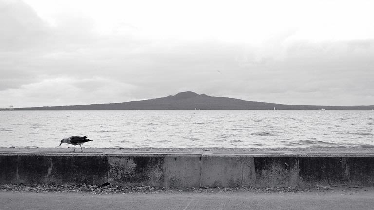 Sylvain Lafitte;Rangitoto Island;From Mission Bay