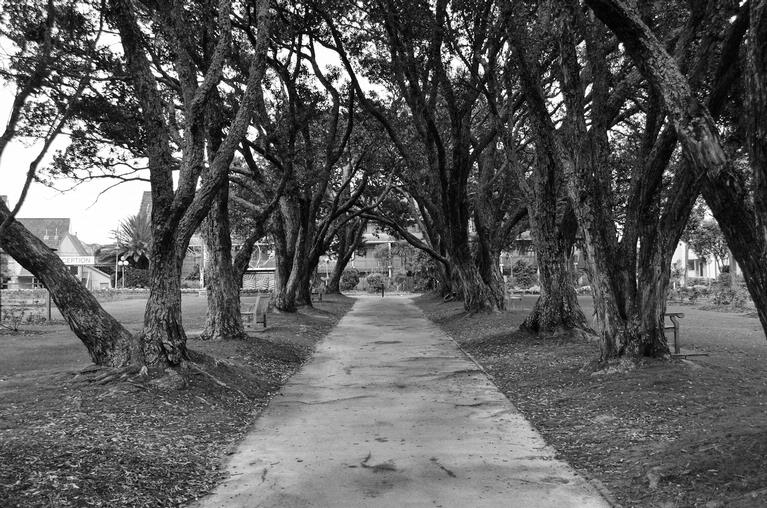 Sylvain Lafitte;This Way;Rose garden, Parnell