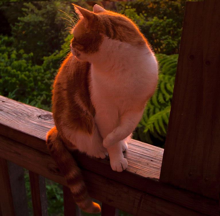 michael bajko;Freddie, son of Fred;Sunrise on the Point