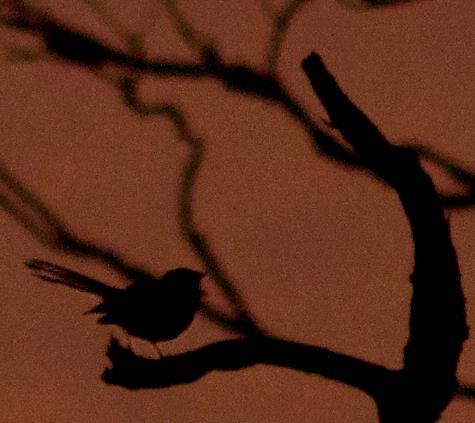 michael bajko; Tiwairaka; the early morning fantail