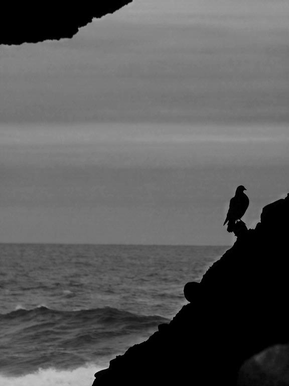 Andrew Martin; Bird in the hole; At Piha's hole in the rock