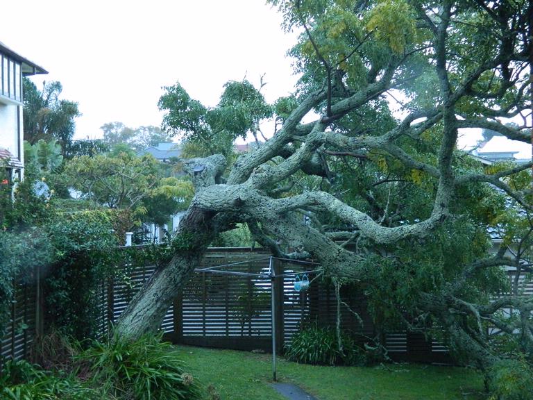 JD;Such a big tree, must have been massive gust!