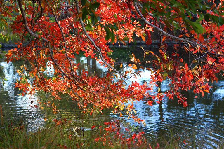 John McKillop;Autumn Colours;At Auckland Botanic Gardens
