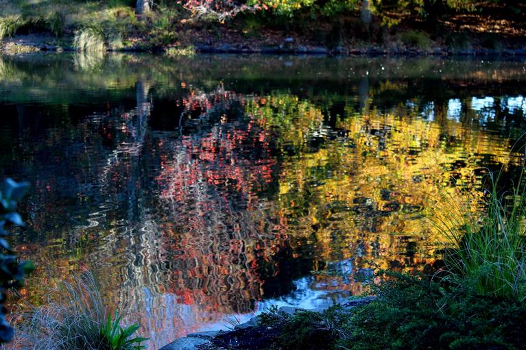 John McKillop;Botanic Gardens Reflections;13 May, 2013