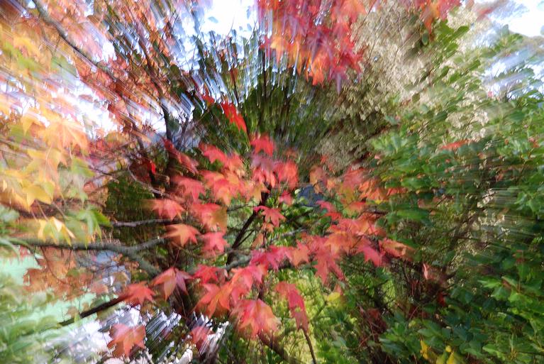 Mary Moore;autumn colours;Liquid amber tree in my backyard.