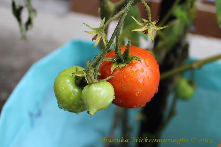 Shanuka Wickramasinghe;Wonders_of_Summer;Its like looking at a child of your own.
