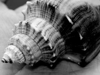 susanne wichmann; Takapuna Mussel in my Hand