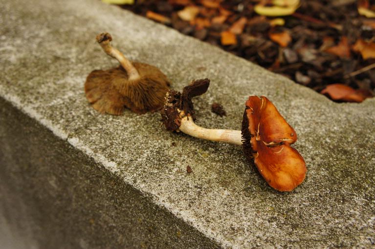 Anastasia L.; Mushroom
