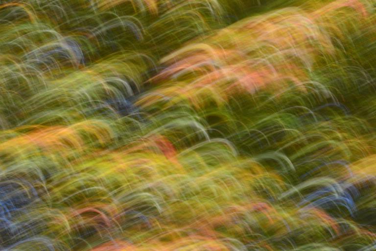 Ashleigh Thompson;Rainbow Autumn;Taken at outside Auckland Musuem
