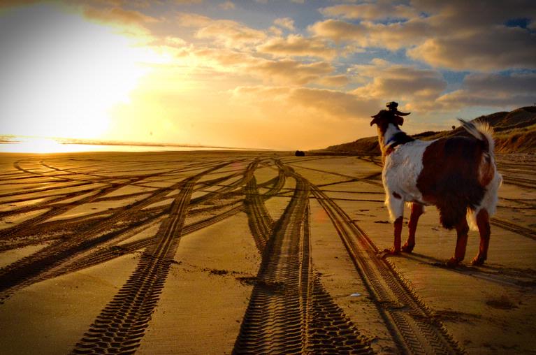 Caro Brooking;Masport at Rimmers Rd, Muriwai Beach;You cant see them yet but there is a flotilla of cars coming down the beach as evening signals the gates closing at 6pm