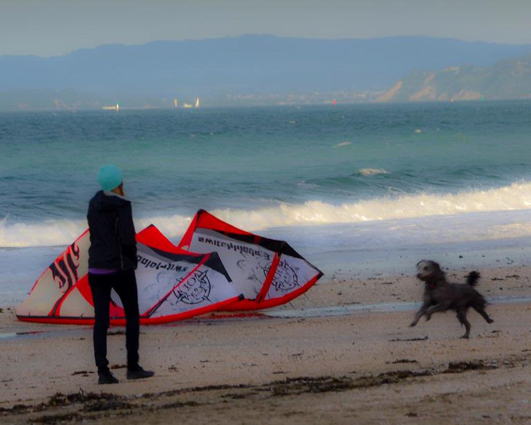 Chris Tews; Takapuna Surf Dog