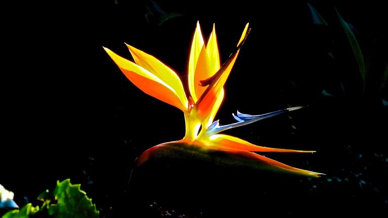 JERRY ZINN.;STRALITZIA.;BACKLIT SUBJECT.