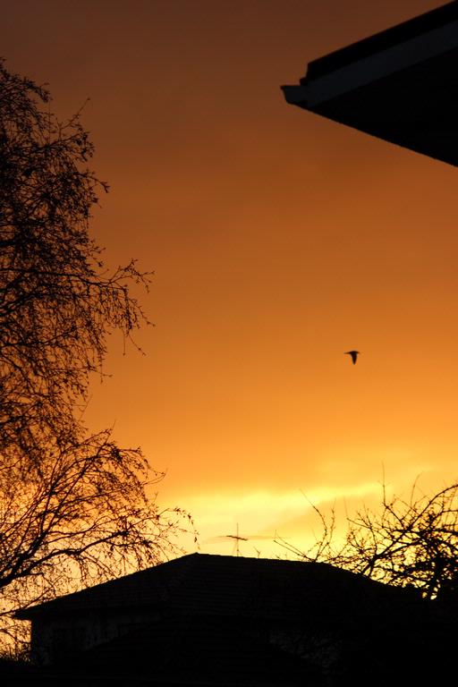 Leigh Burrell;Pigeon at dawn;Mt Wellington