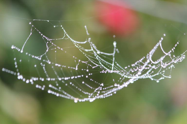 Leigh Burrell;Delicate;A chilly morning!