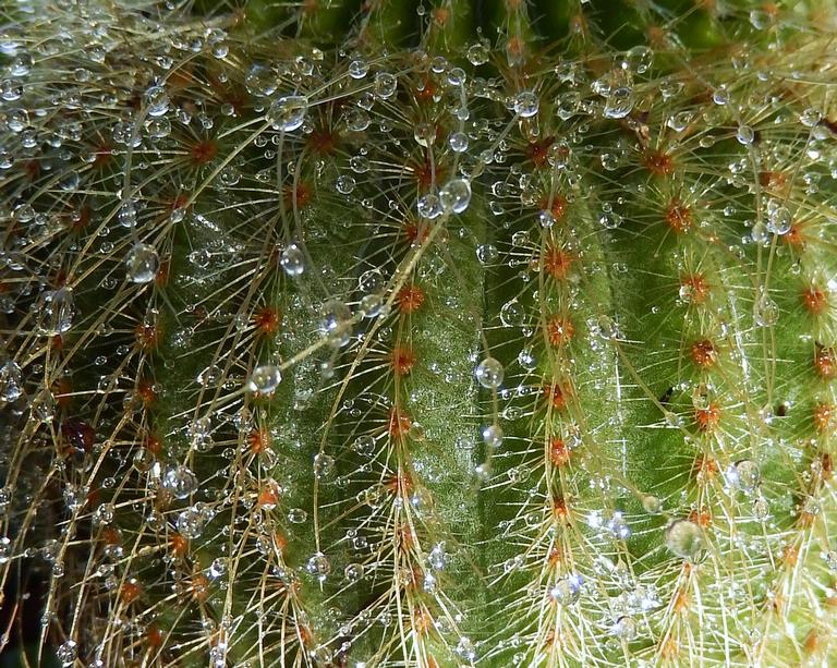 elizabeth anderson;Cactus bubbles