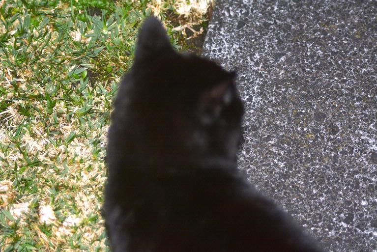JD; Puss in the garden