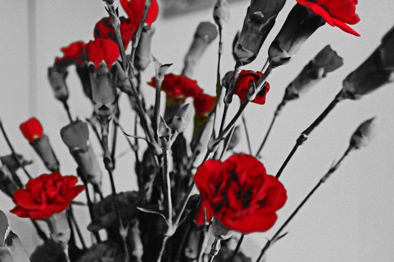 Sophia Lewis;Flowers;Bought at the flower market