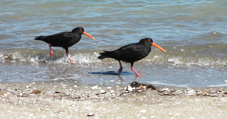 Stuart Weekes;Why fly when you can run ?;Oystercatchers at Te Huruhi Bay, Waiheke