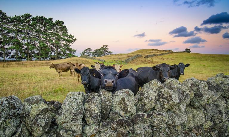 Ian Rushton;Unexpected Company;Otuataua Stonefields