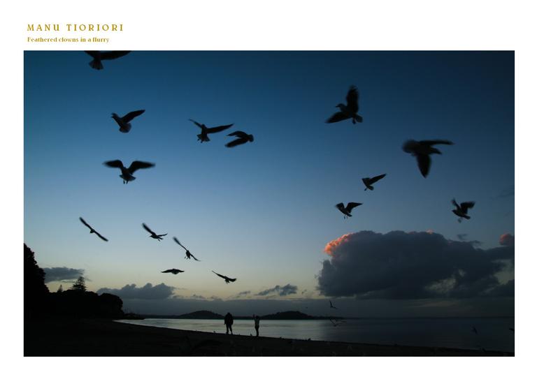 Charles Joe; Manu Tioriori; Photo taken at Mission Bay one evening as my grandchildren were throwing bread crumbs in the air.    Manu T?oriori is about chirping birds