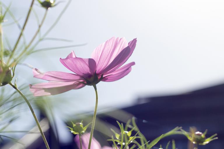 Junji Han; Oliver 7264; Flower, Waiheke Island, Auckland, Oneroa village