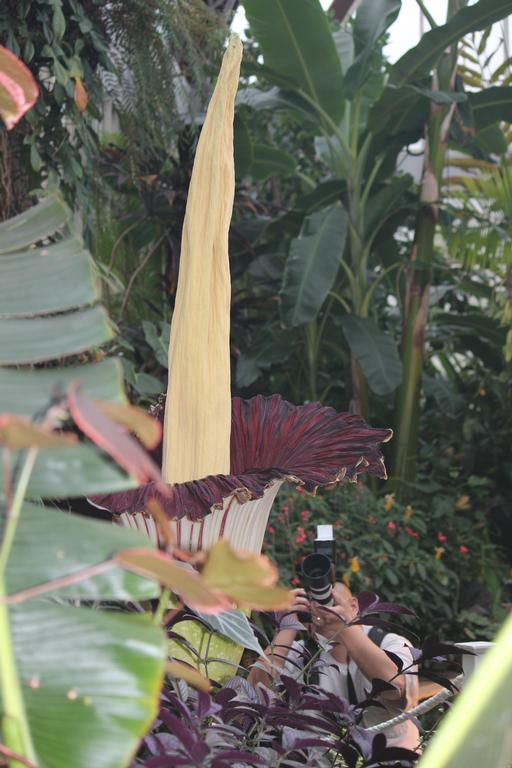 Leigh Burrell; Amorphophallus Titanum and photographer; Winter Gardens