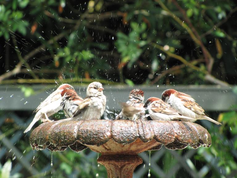 Linda Gomas; Bath time at the Rose Gardens