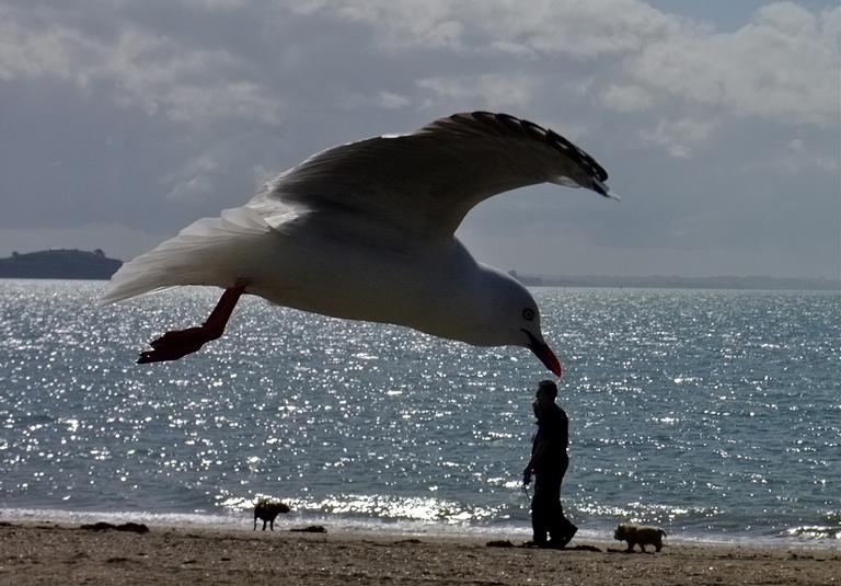 Paul Craze; Beware   Gulls!
