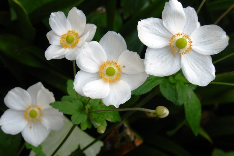 Stuart Weekes; We call them Winter roses..........;.......but they're not !