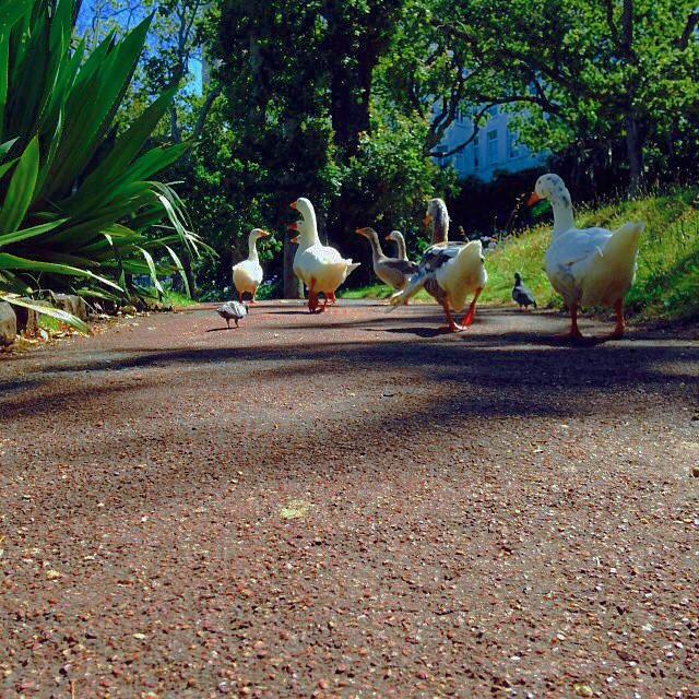 Thekra;  Bird walkabout