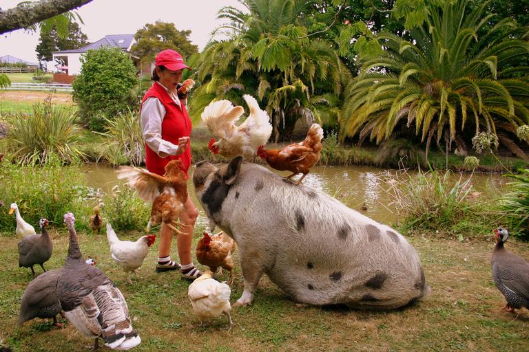 Toni Tanner;Mine;A daily event at Buny;s farm in Kumeu