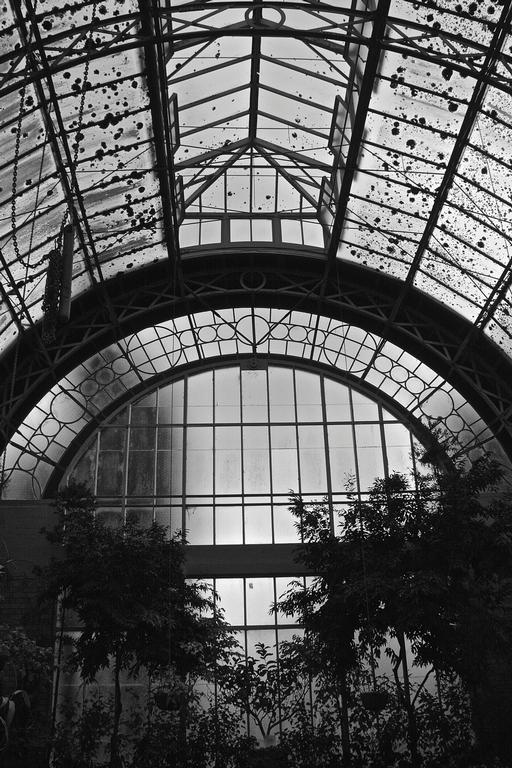 Troy Wood;Winter Gardens ;Taken at the Auckland winter gardens at the Auckland domain, it was an overcast wintery day