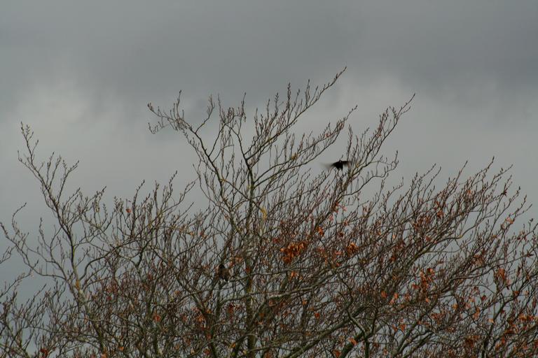 Zelda  Wynn;Winter Tree;Mynahs in copper beech tree, just about lost all leaves. Bird takes off at top of tree.