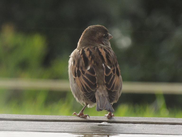 Teresa Thompson;Sparrow;Taken through the lounge ranch slider on a rainy auckland day