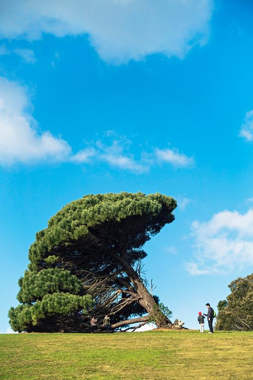 Paul Su;Life ;Took this photo near the field of Auckland Museum, despite fallen toward one side, the tree still growing big.