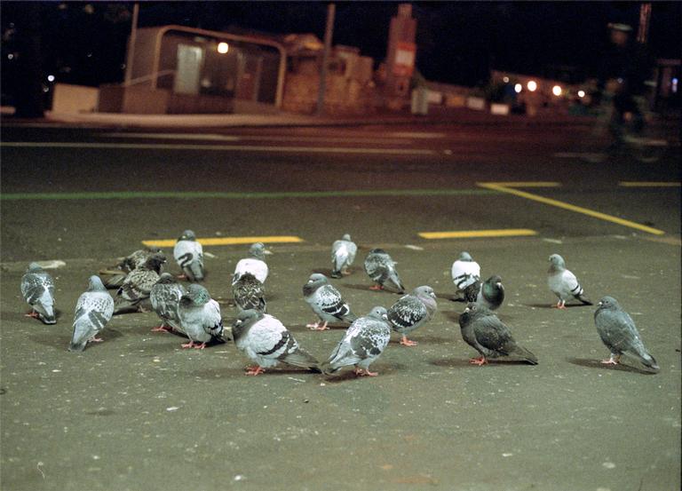 Gabriel Ortiz;pigeons