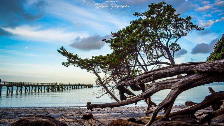 Isuru Perera; Longest pier in Auckland; Taken at Cornwallis Beach